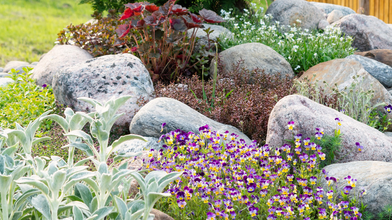 rock garden