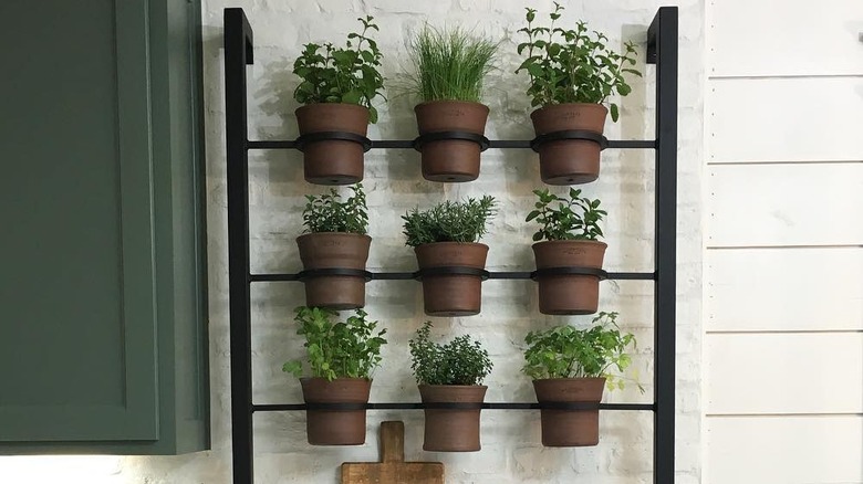 Herbs growing from mounted pots