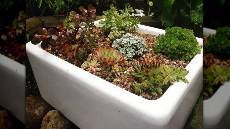 succulent garden in white sink