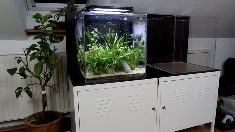 The IKEA cabinet being used as a stand for a fish tank.