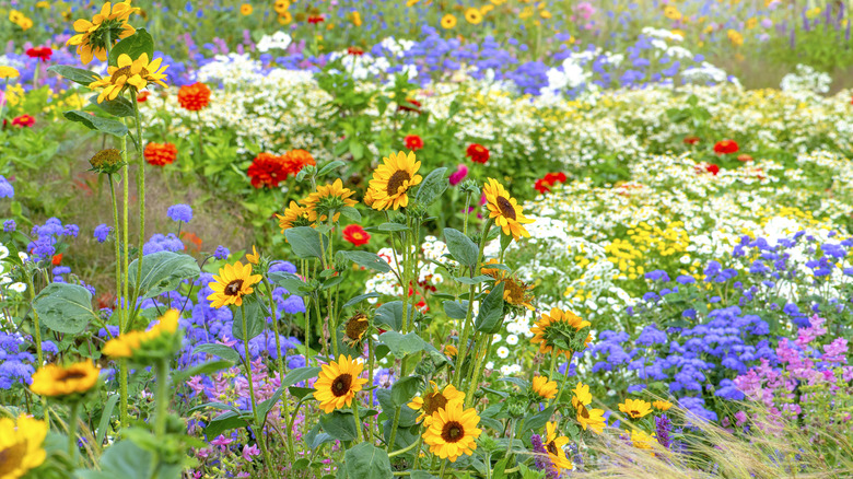 Colorful summer flowers in garden