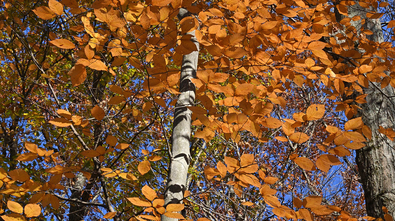 American beech tree