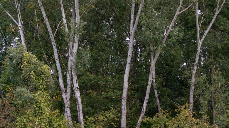 European poplar trees