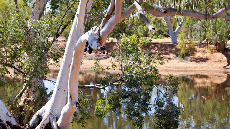 Ghost gum tree near water