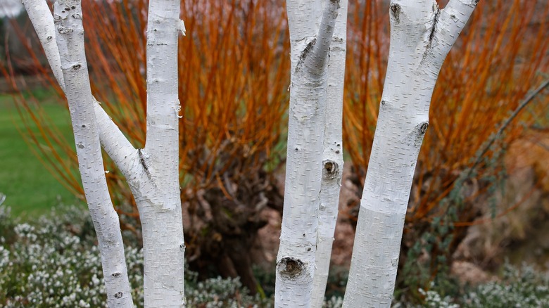 Himalayan birch trees