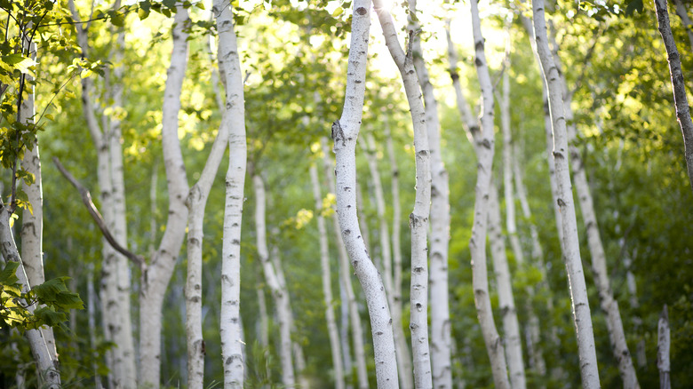 White bark trees