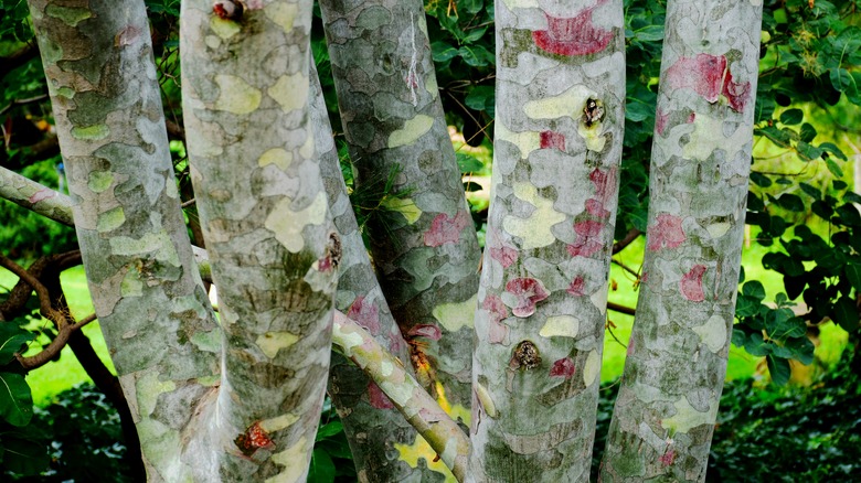 Lacebark pine tree