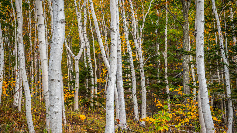 Paper birch trees