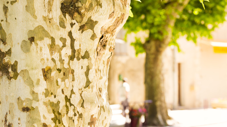 Plane tree up close