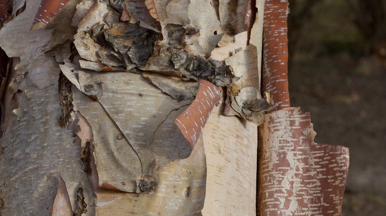 River birch tree bark 