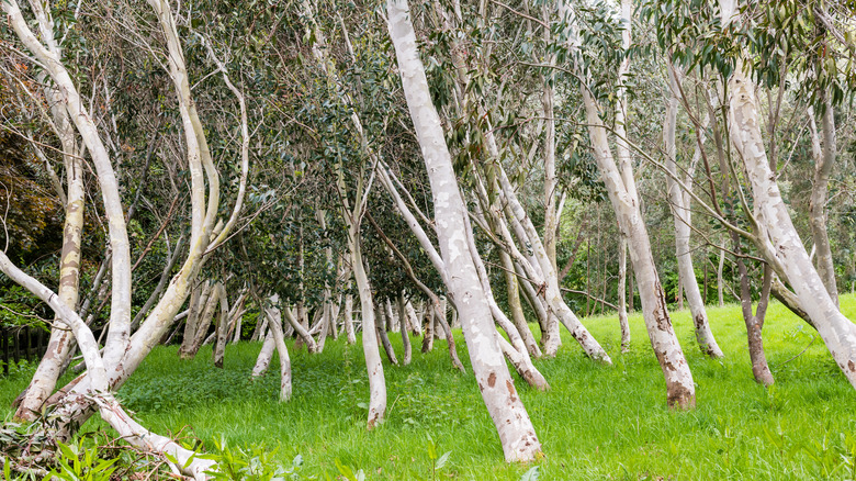 Eucalyptus pauciflora trees