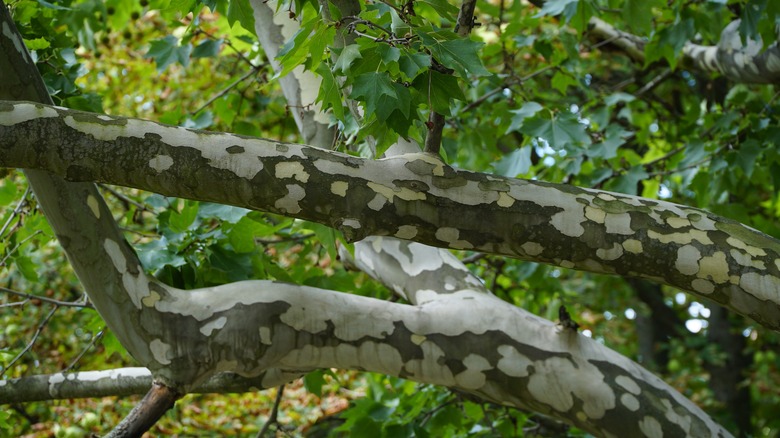 Sycamore tree bark