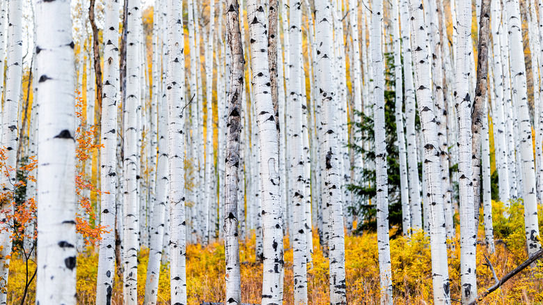 American aspen 