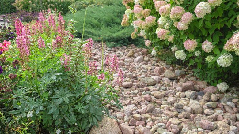 A gravel path surrounded by pink flowering bushes