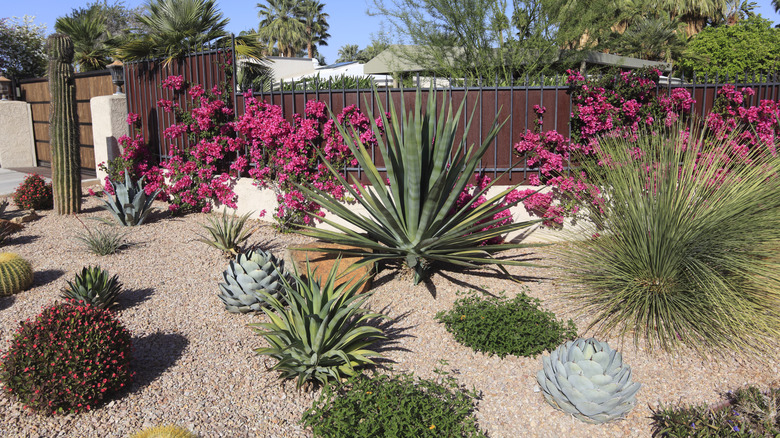 Brown gravel lawn with large succulents