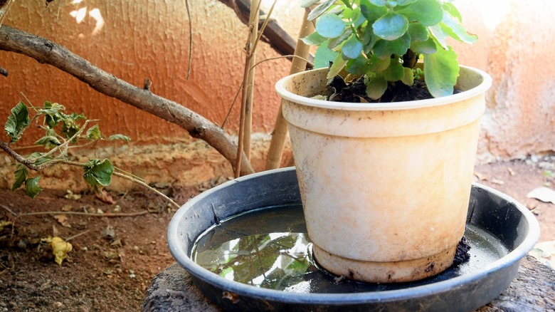 planter sitting in pool of water