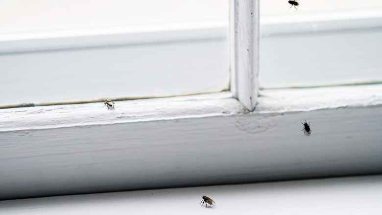 https://www.housedigest.com/img/gallery/12-hacks-that-will-help-keep-insects-out-of-your-house/intro-1676396732.jpg