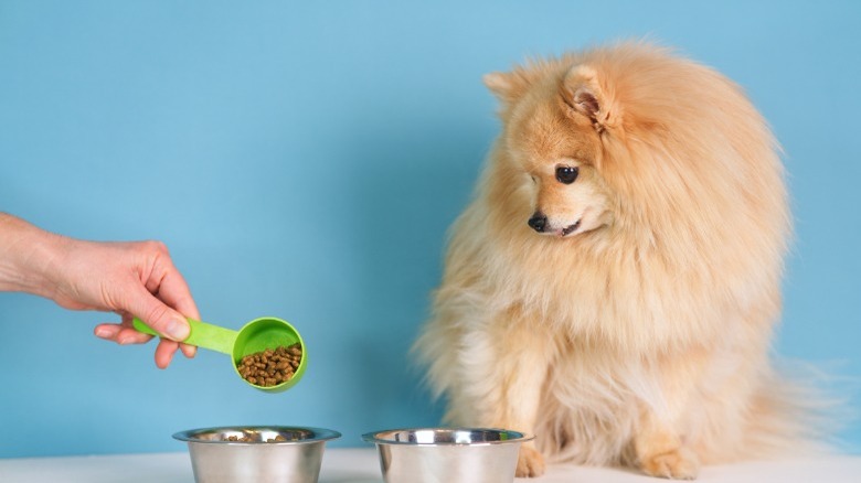 Dog and dog food