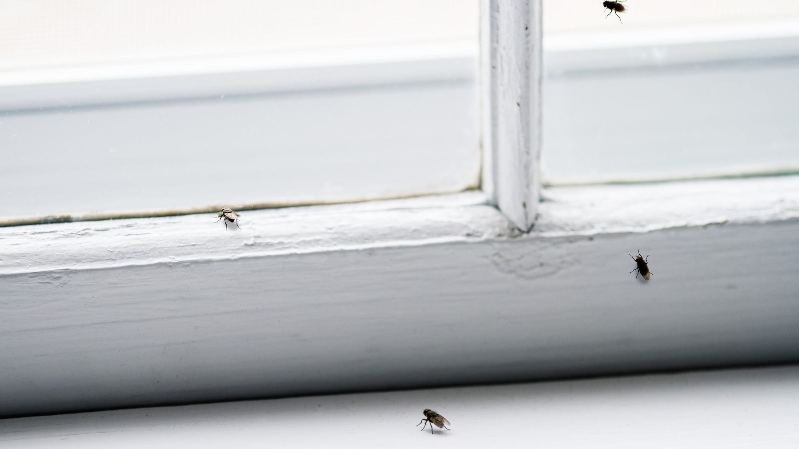 Life Hack: A simple but effective way to rid your home of flies