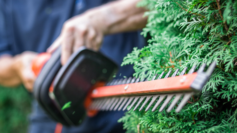 trimming bushes with electric trimmer