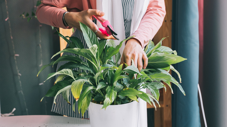 Pruning a peace lily