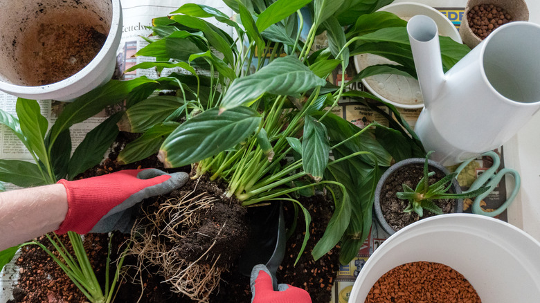 Unpotted peace lily overhead shot