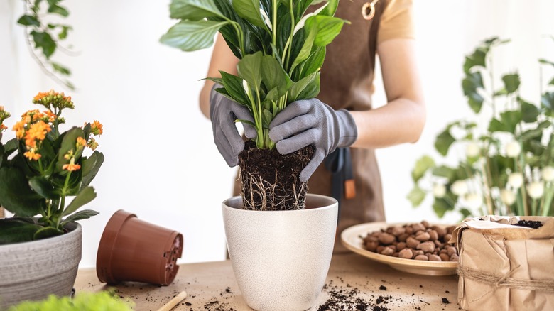 Woman repotting a peace lily