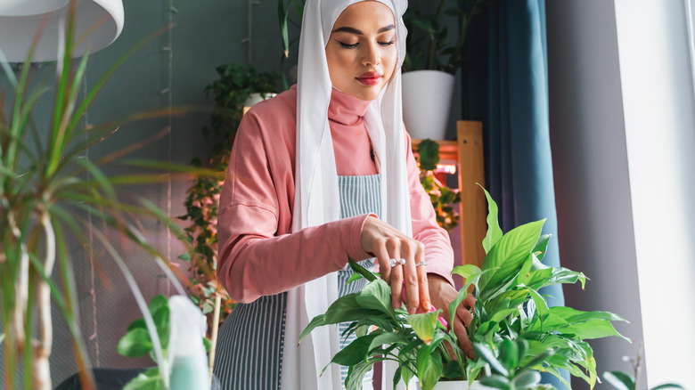 person taking care of peace lily