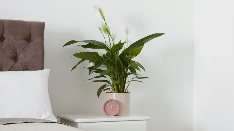 Peace lily next to bed