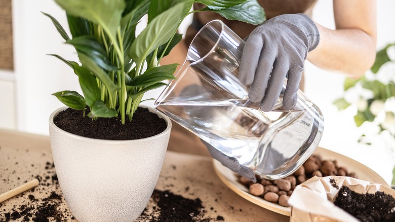 gardener watering a potted plant