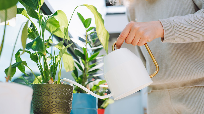 Person watering a potted peace lily