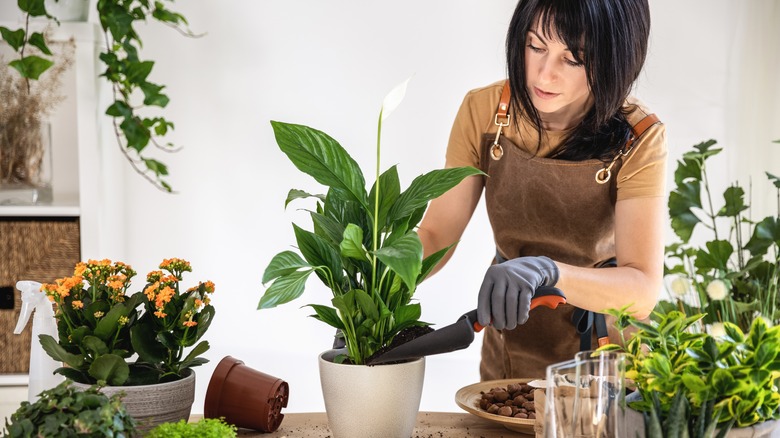 repotting a peace lily