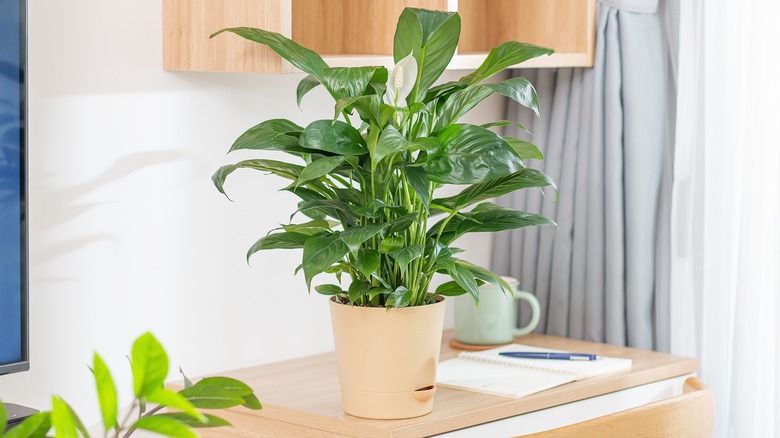 peace lily in self watering pot