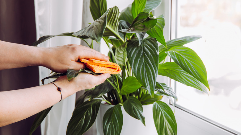 Person wiping down leaves of a peace lily