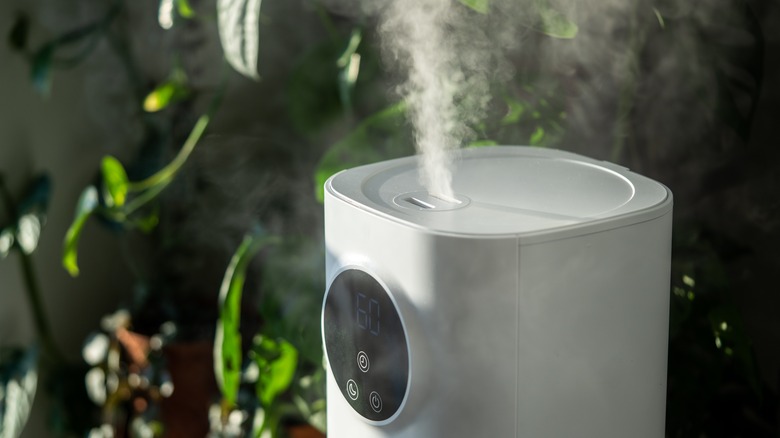 humidifier in front of houseplants