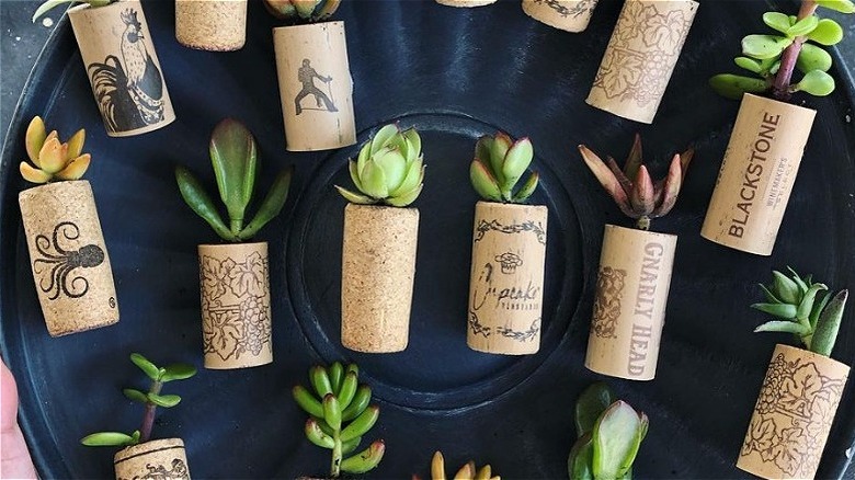 succulents in cork magnets