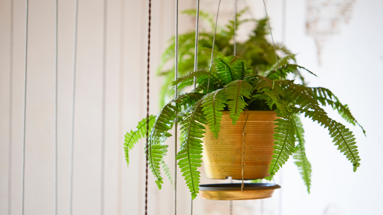 Nephrolepis exaltata 'Bostoniensis' hanging