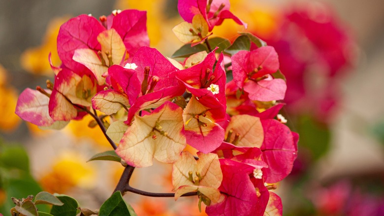 Bougainvillea flowers