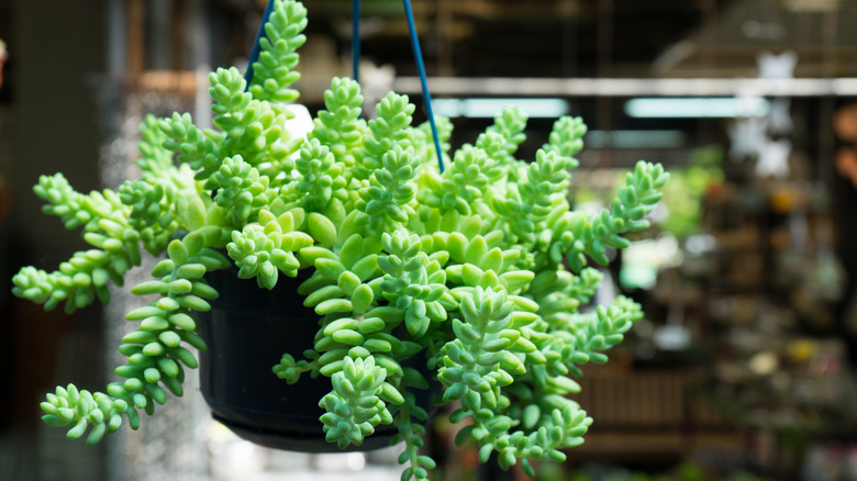 Hanging Sedum morganianum