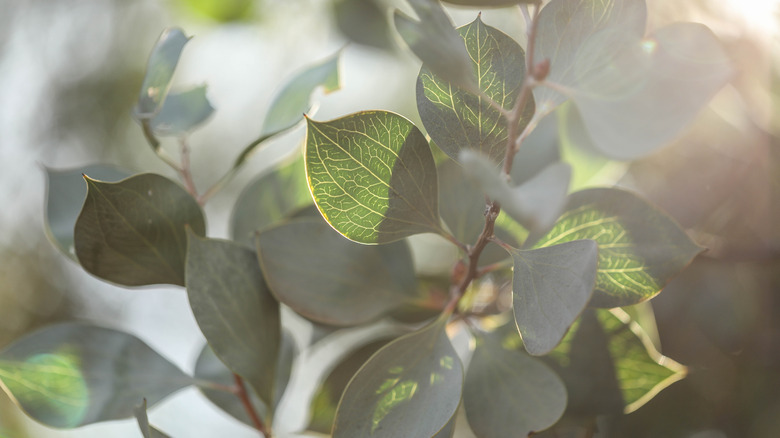 Eucalyptus plant