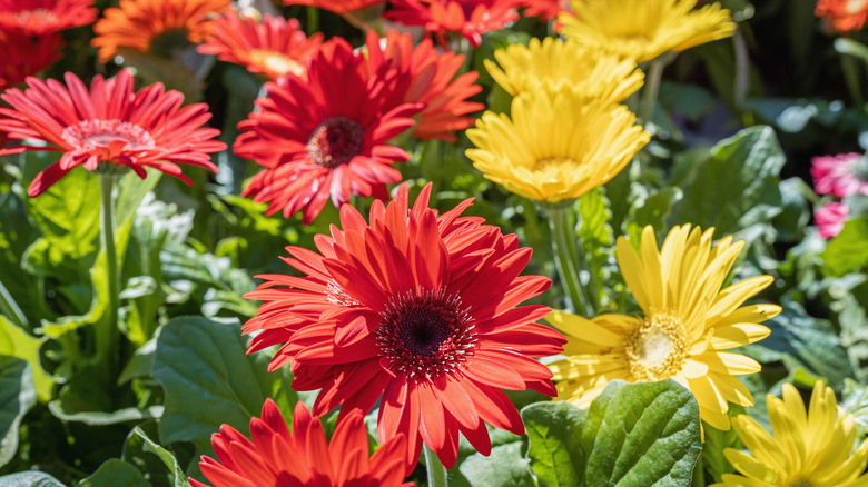 Gerbera jamesonii flowers