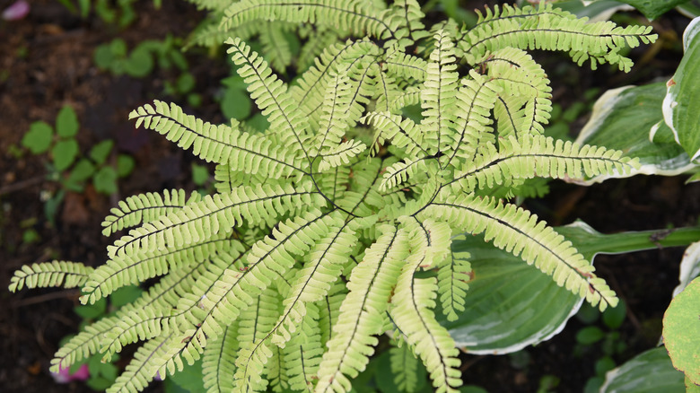 Adiantum pedatum leaves