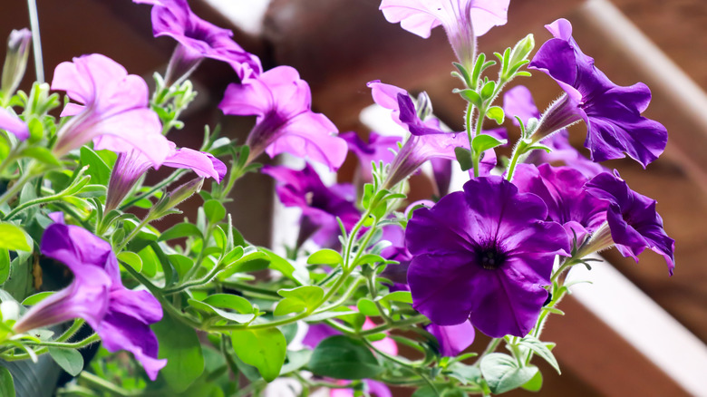 Purple Ipomoea purpurea