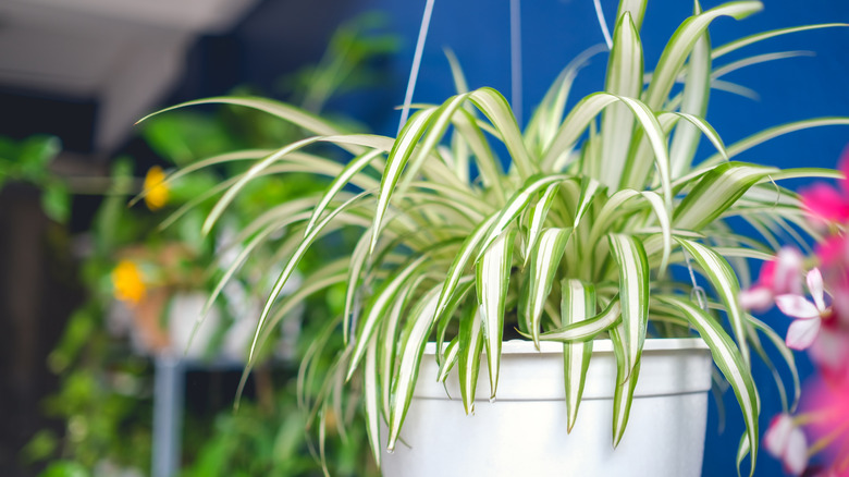 Hanging Chlorophytum comosum