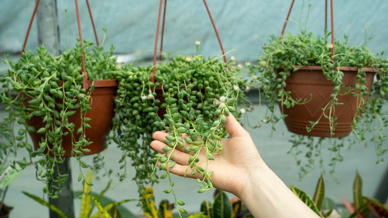 Three Senecio rowleyanus 