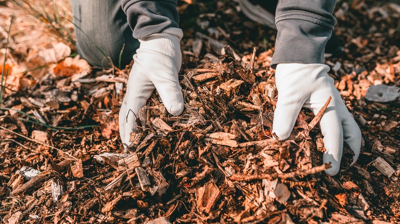 Hands applying organic mulch