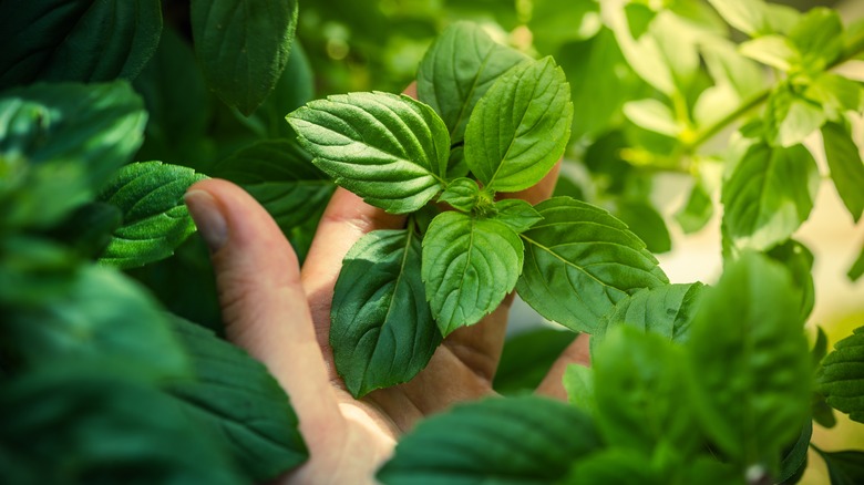 Hand holding a basil plant while still in the ground