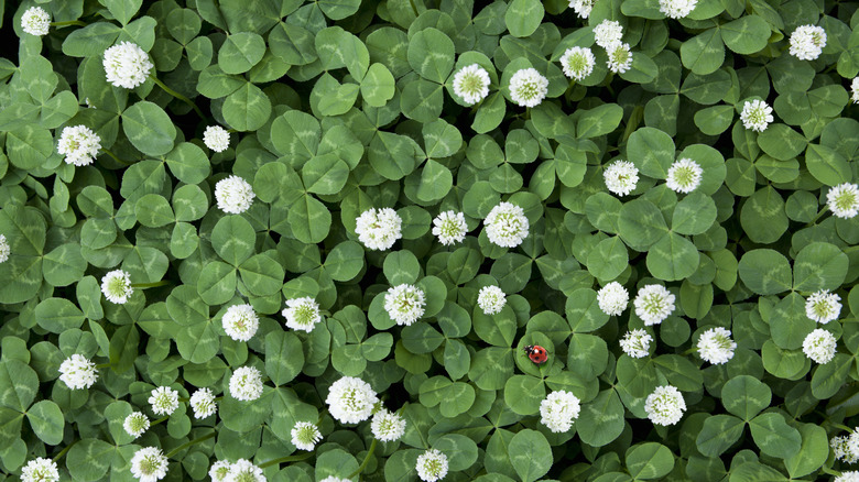 Clover flowers in bloom with a ladybug on clover leaves