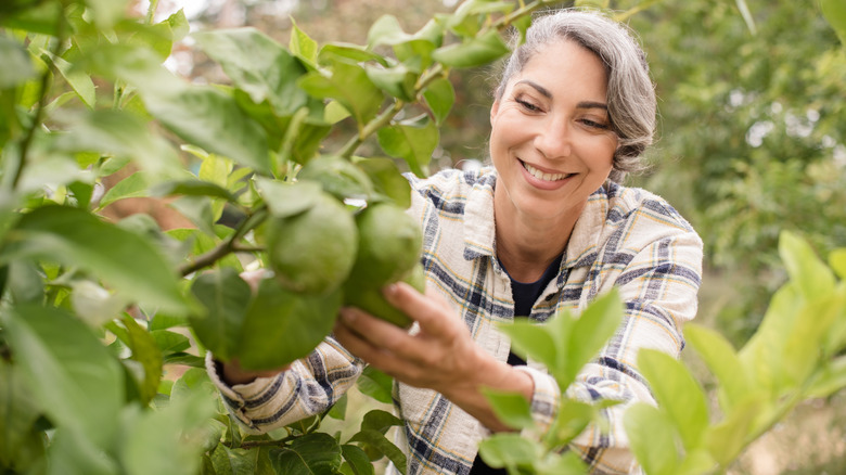 Smiling woman with gray hair inspecting green lemons on a tree outdoors