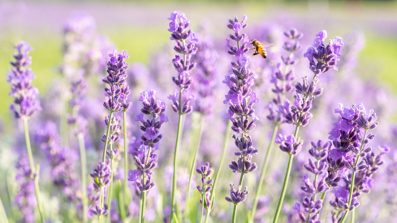 Honey bee hovering next to lavender plants in a field